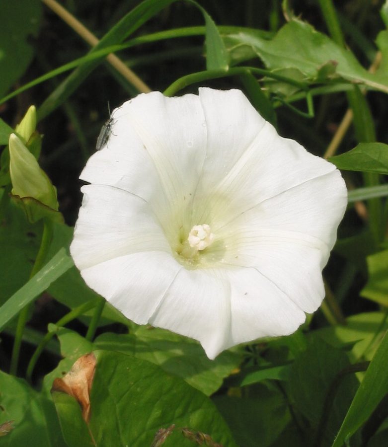 Haagwinde (Convolvus sepium (Calystegia sepium))