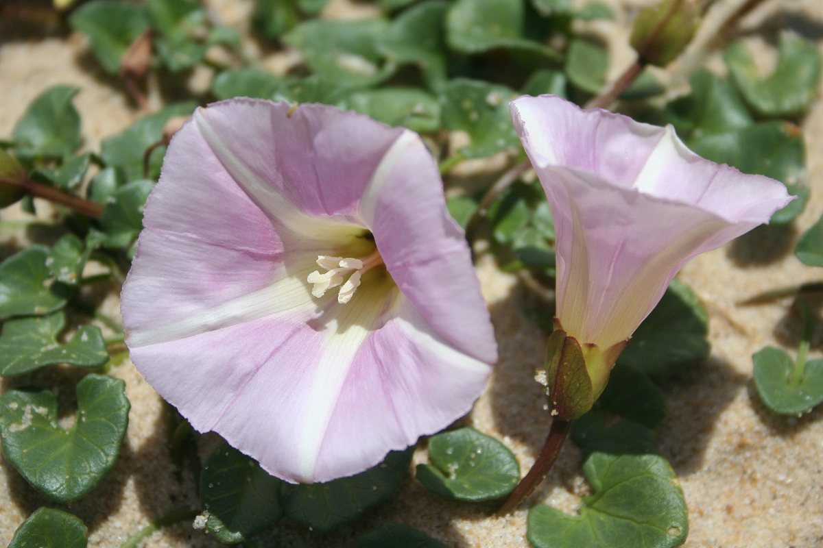 Zeewinde (Convolvus soldanella (Calystegia soldanella))