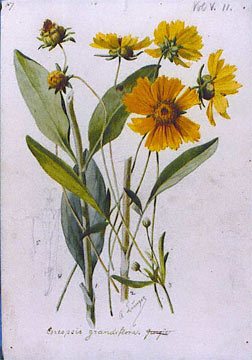 Meisjesogen (Coreopsis grandiflora)