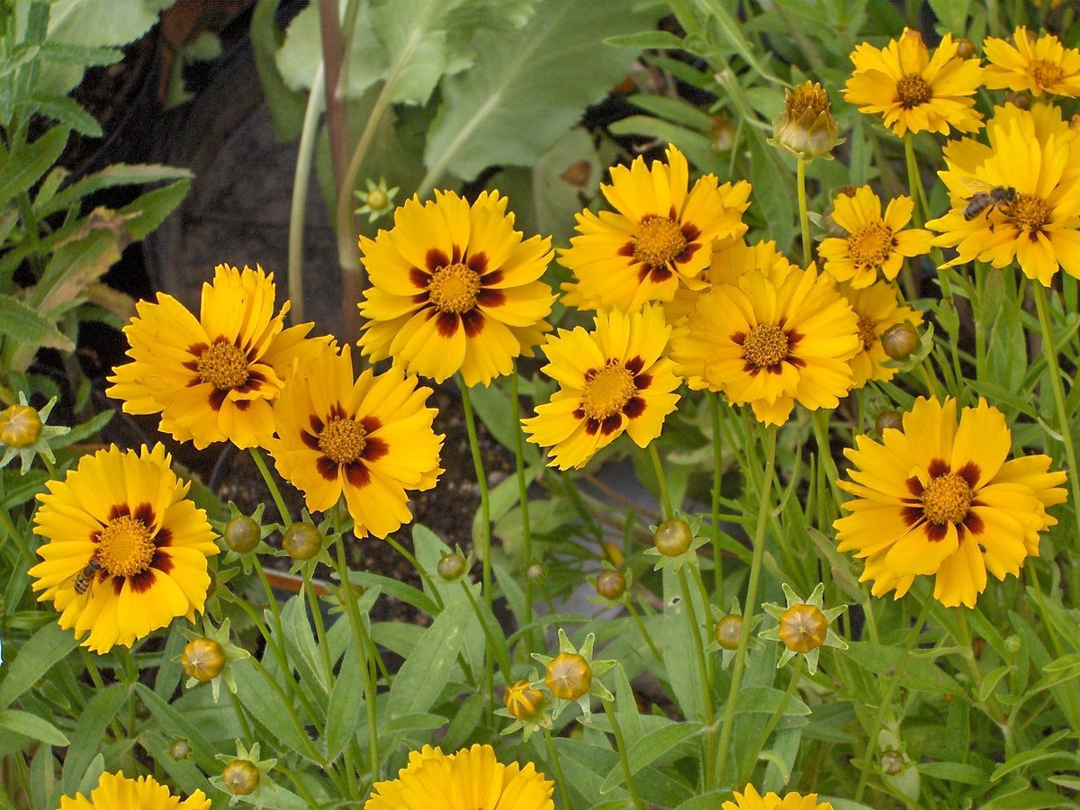 Meisjesogen (Coreopsis lanceolata)