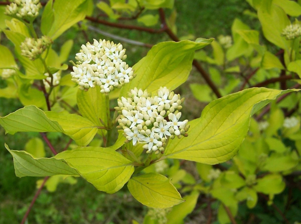 Witte kornoelje (Cornus alba)