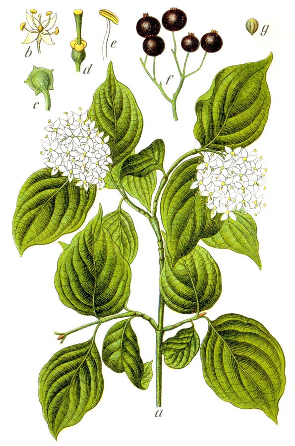 Rode kornoelje (Cornus sanguinea)