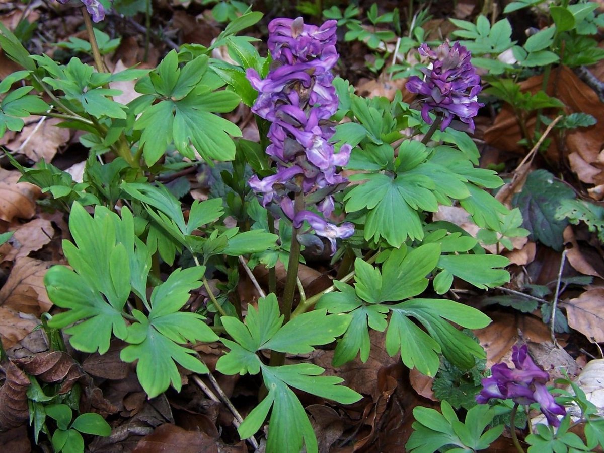 Holwortel (Corydalis cava)