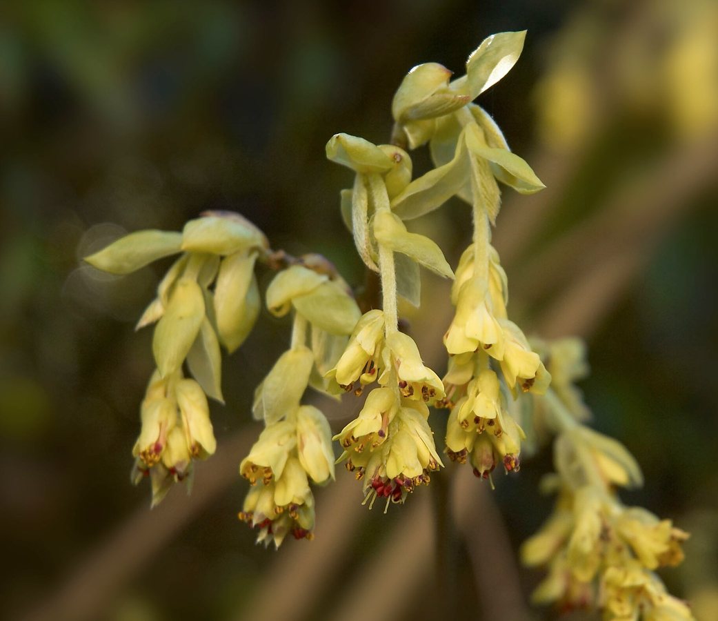 Schijnhazelaar (Corylopsis pauciflora)