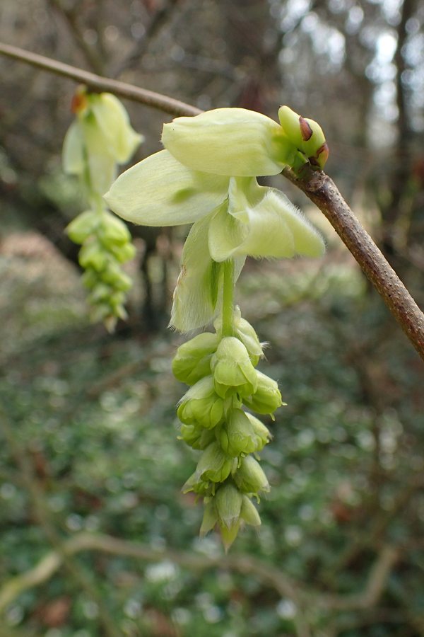 Schijnhazelaar (Corylopsis sinensis)