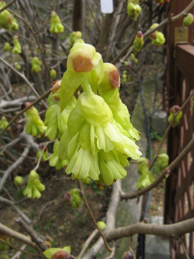 Schijnhazelaar (Corylopsis spicata)