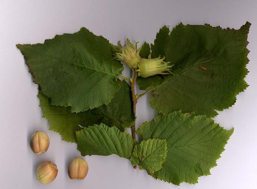 Hazelaar (Corylus avellana)