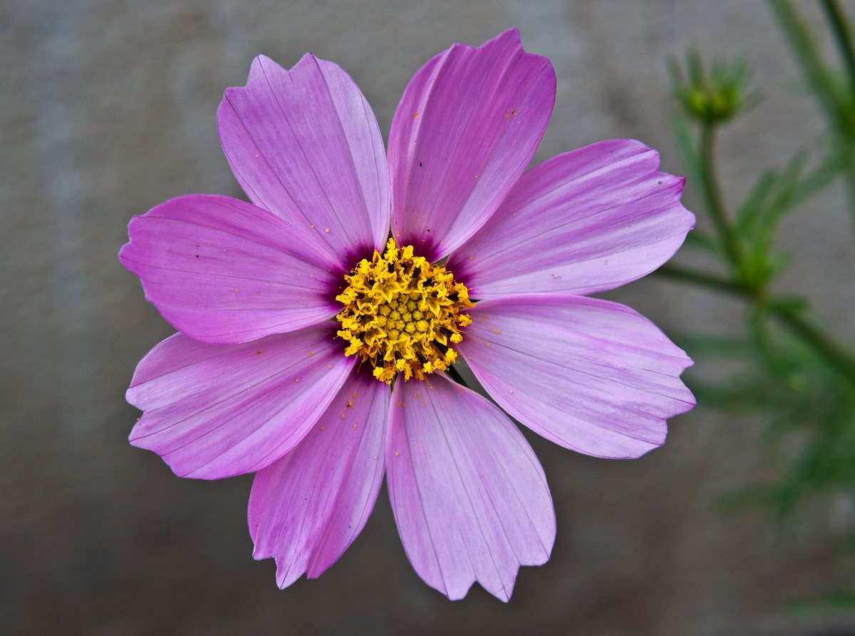 Cosmea (Cosmos bipinnatus)