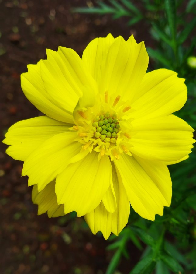 Cosmea (Cosmos sulphureus)