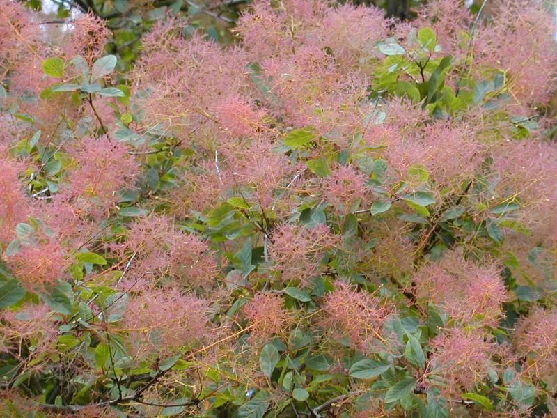 Puikenboom (Cotinus coggygria)