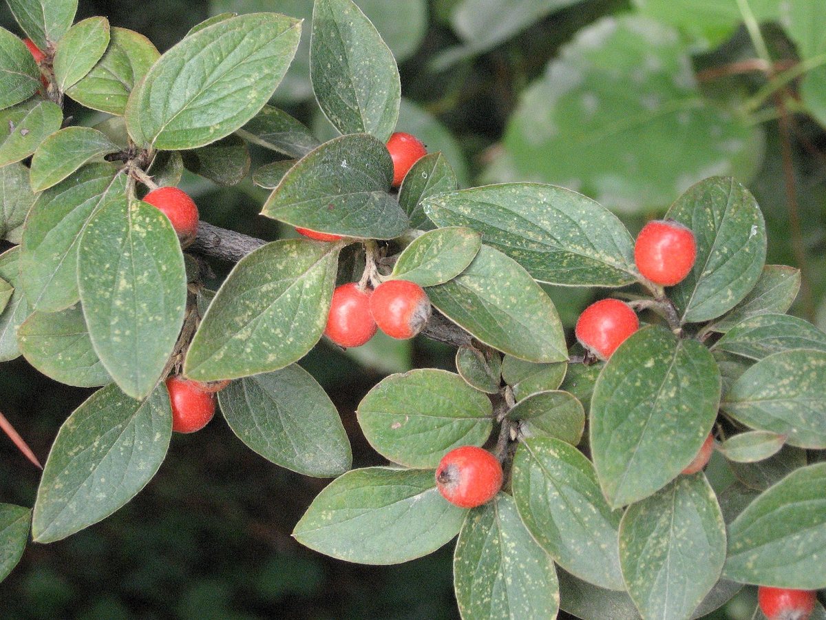 Dwergmispel (Cotoneaster franchetii)