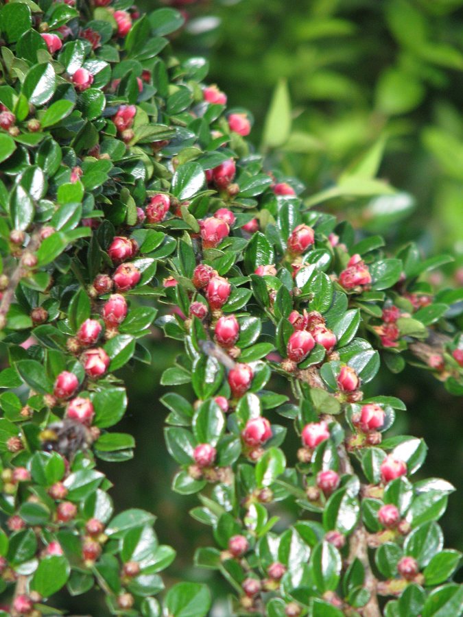 Vlakke dwergmispel (Cotoneaster horizontalis)