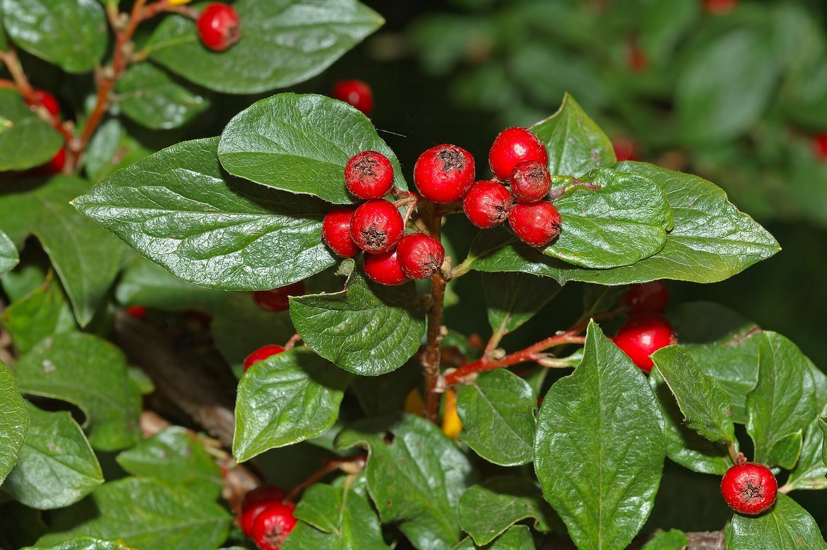 Dwergmispel (Cotoneaster lacteus)