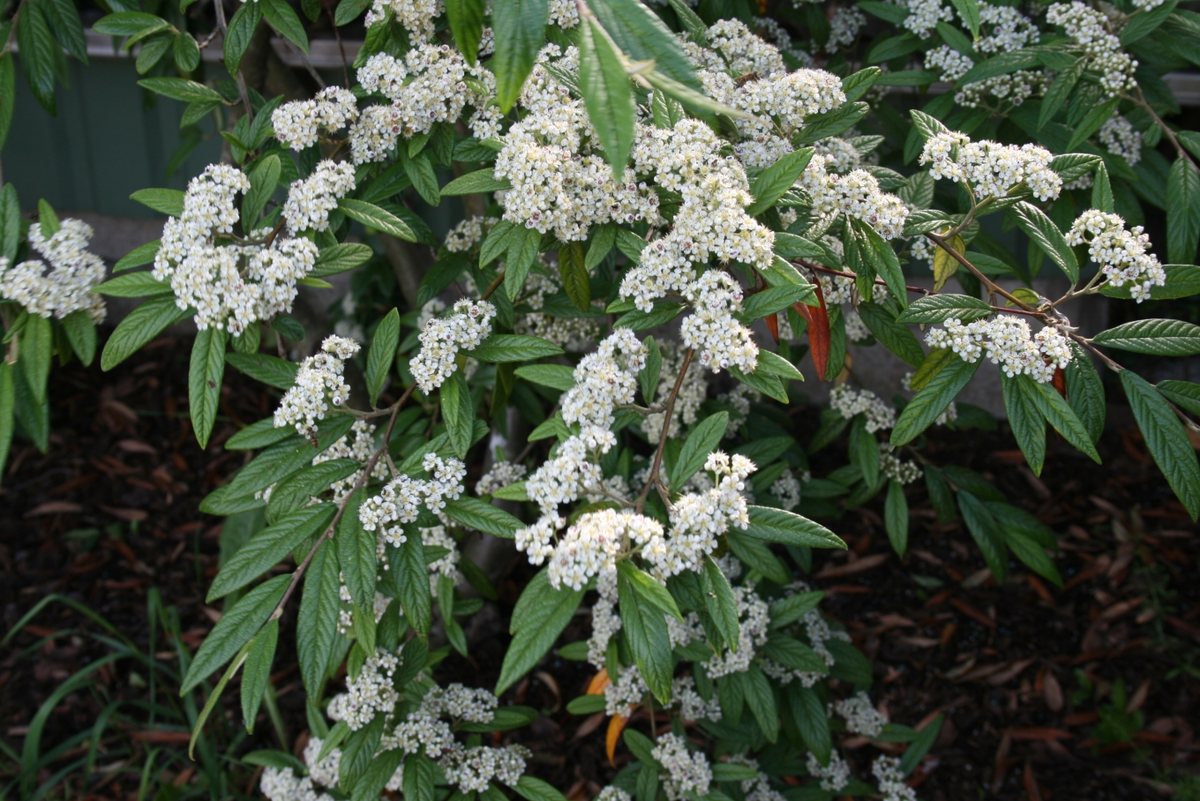 Dwergmispel (Cotoneaster salicifolius)