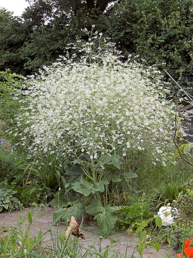 Hartbladige zeekool (Crambe cordifolia)