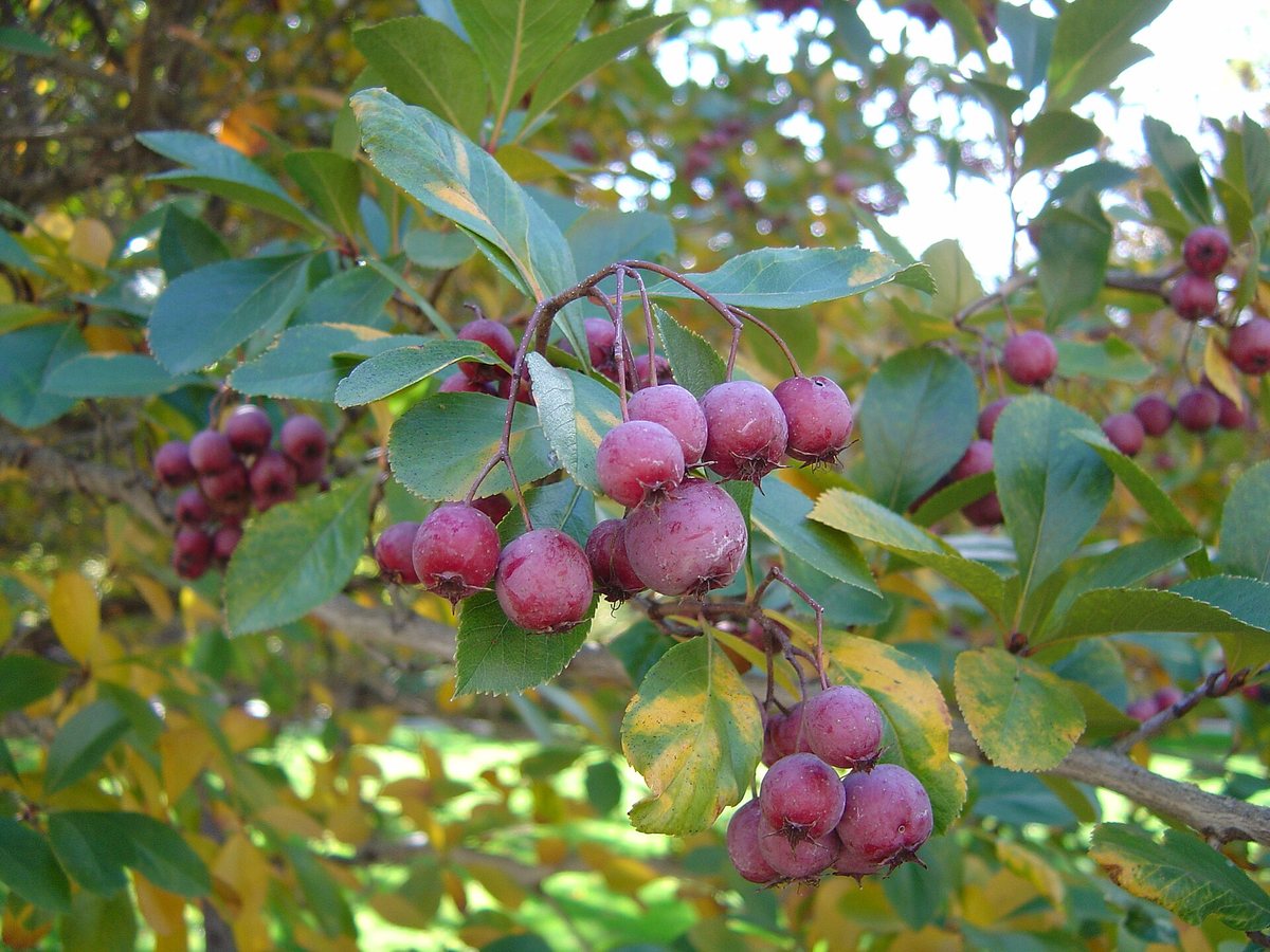 Hanenspoormeidoorn (Crataegus crus-galli)