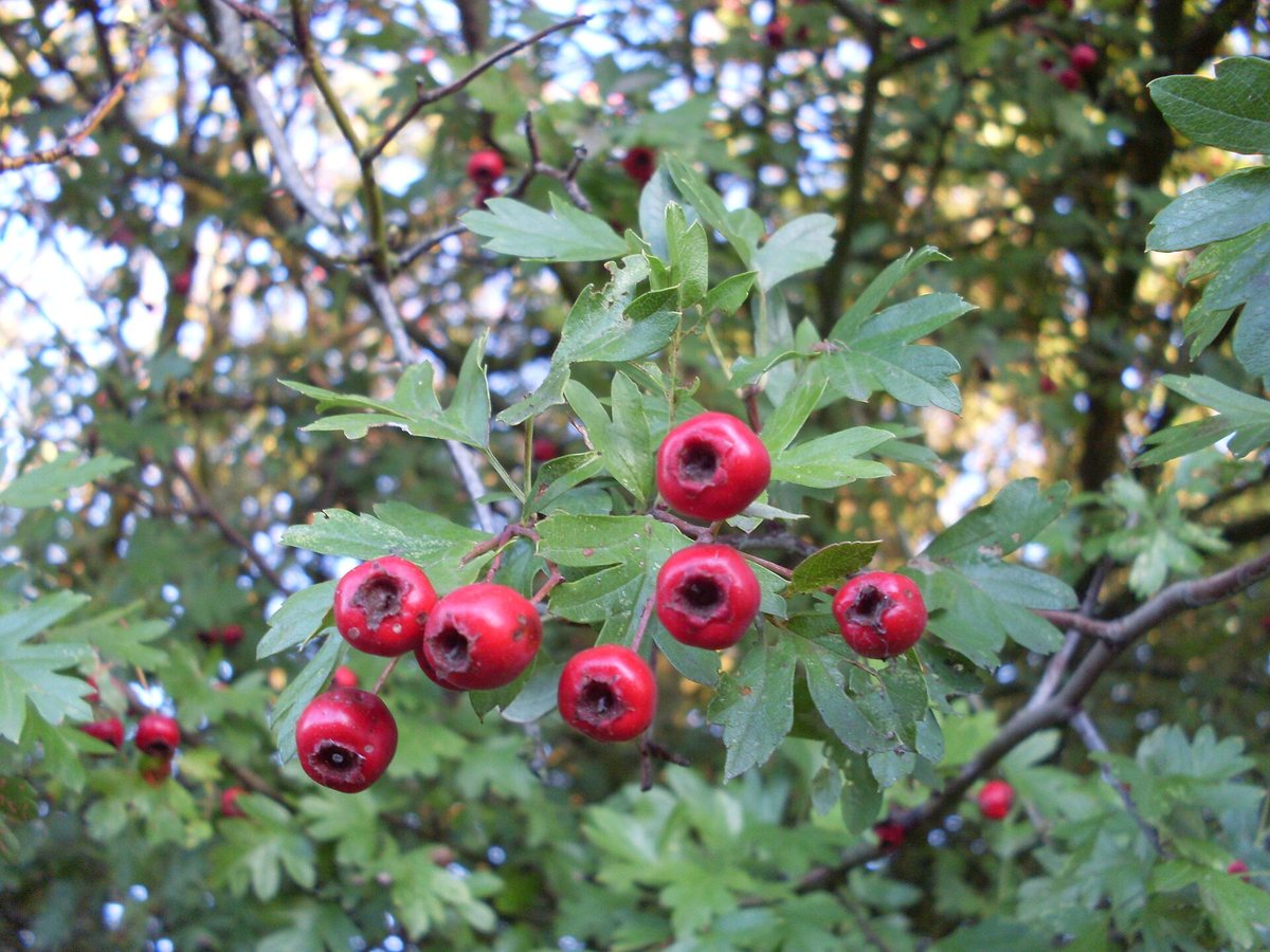 Eenstijlige meidoorn (Crataegus monogyna)