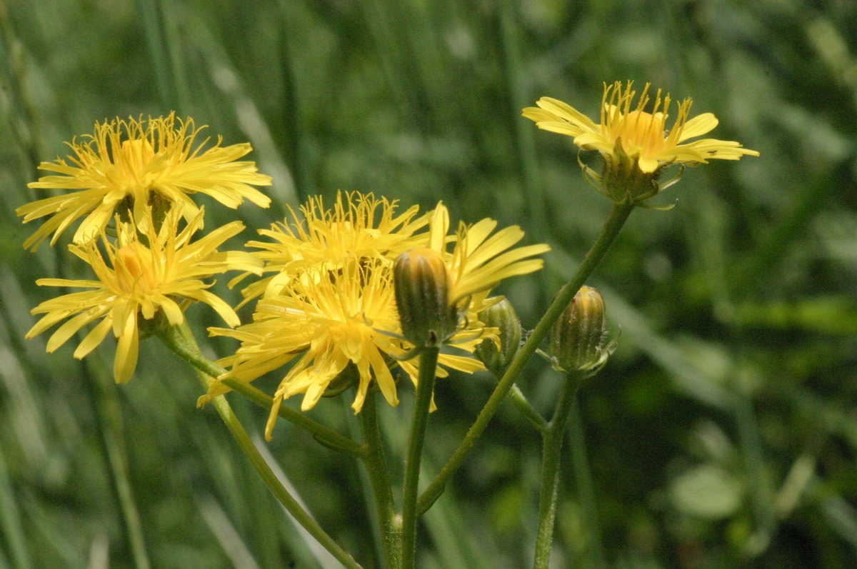 Groot streepzaad (Crepis biennis)