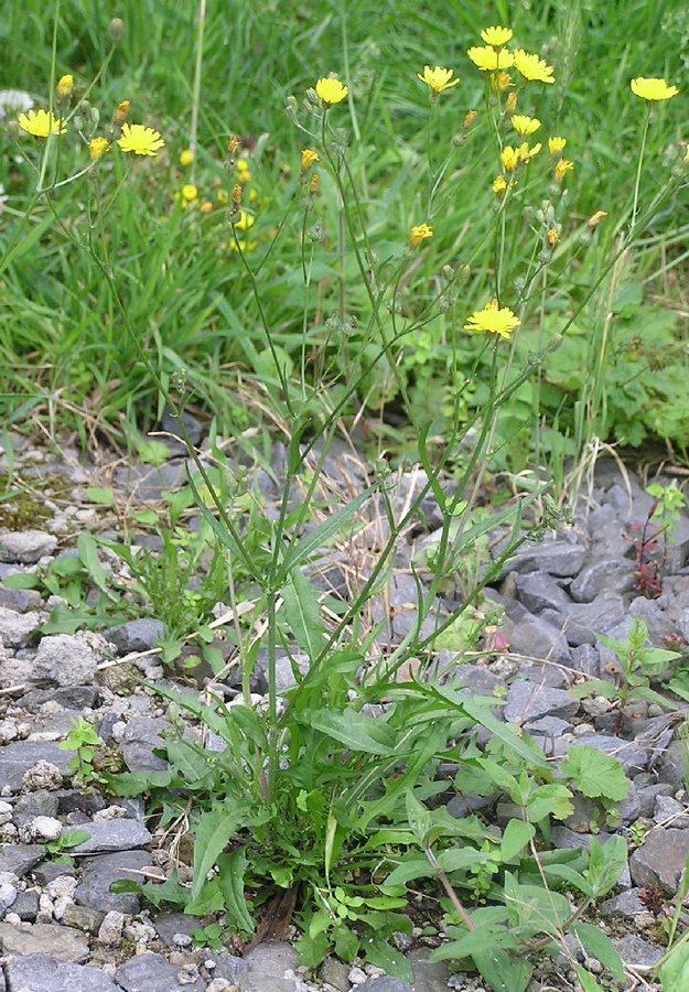 Klein streepzaad (Crepis capillaris)