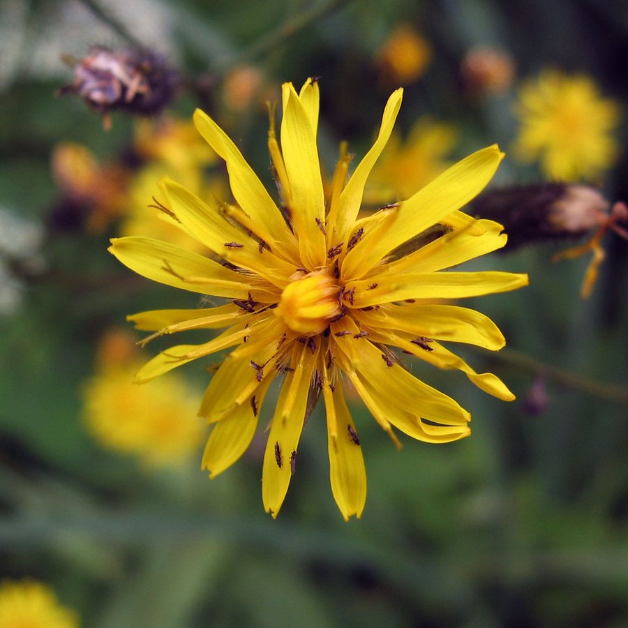 Smal streepzaad (Crepis tectorum)