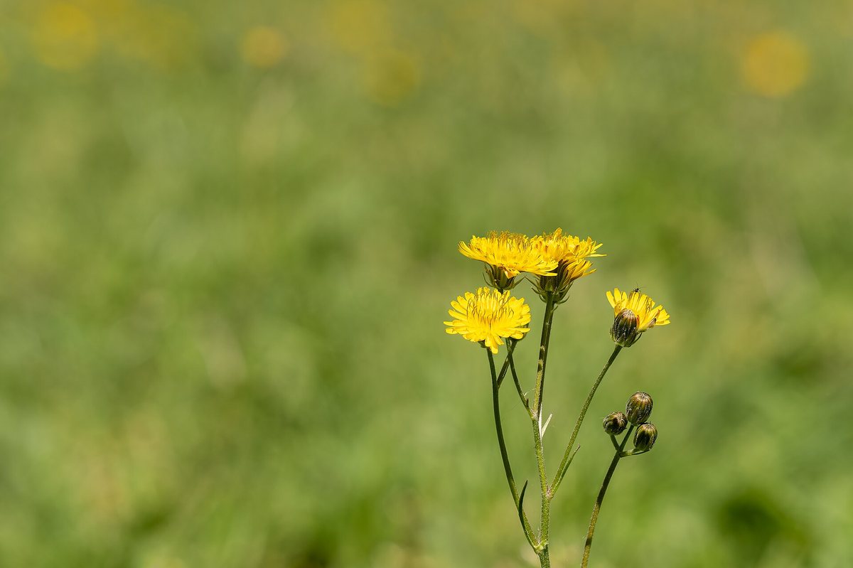 Paardebloemstreepzaad (Crepis vesicaria ssp. taraxacifol.)