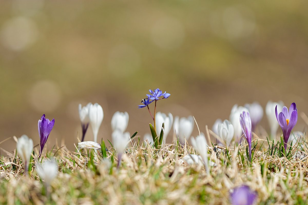 Najaarskrokus (Crocus kolschyanus)