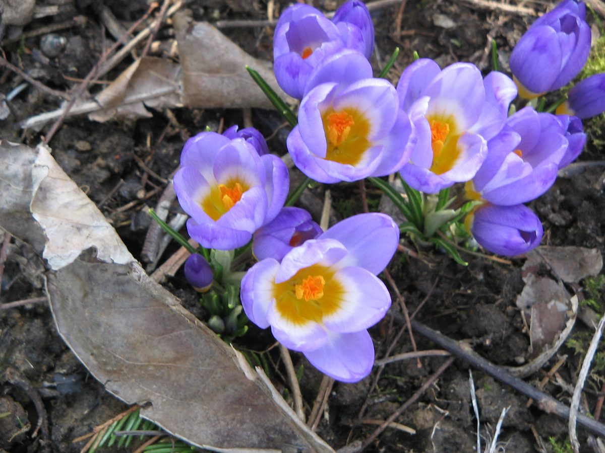 Krokus (Crocus sieberi)
