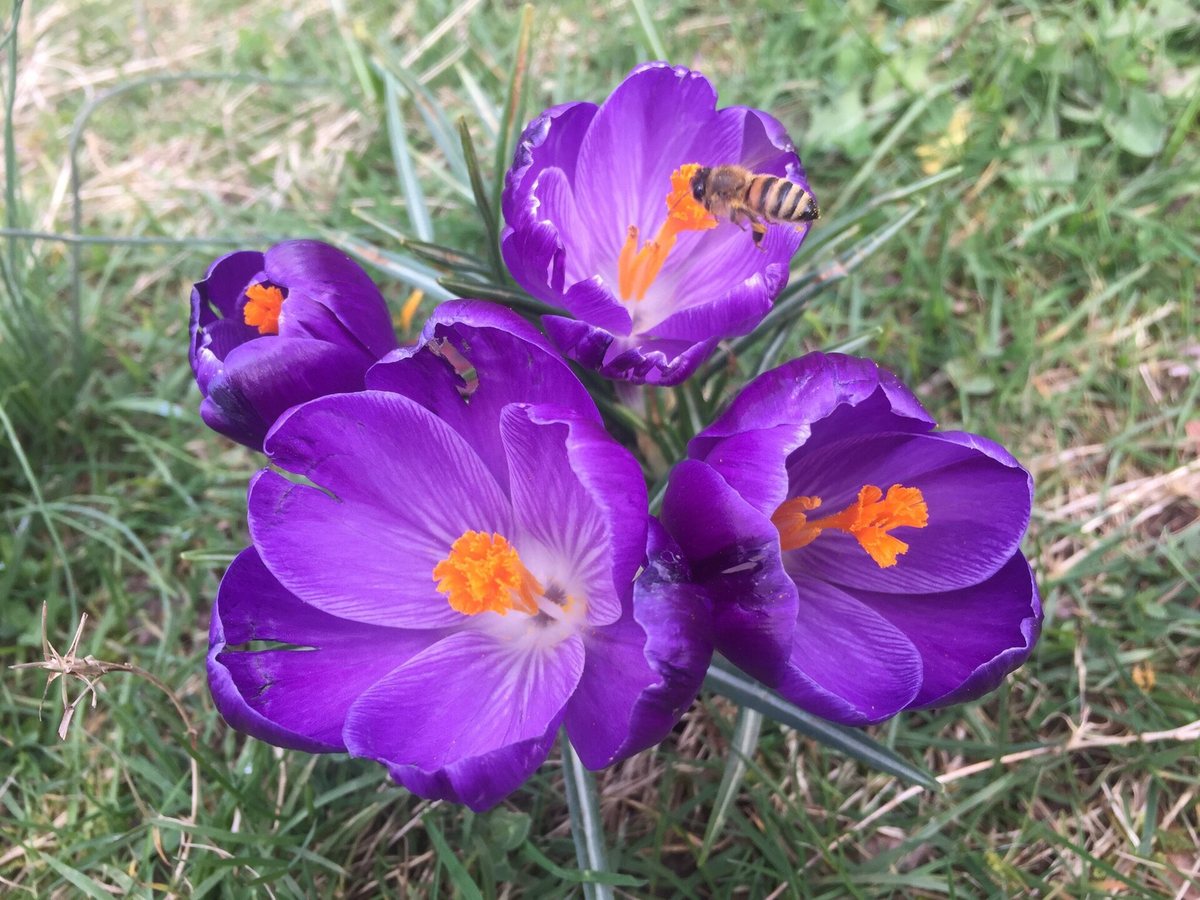 Bonte krokus (Crocus vernus)