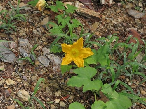 Meloen (Cucurbita melo)