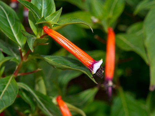 Lucifersplant (Cuphea ignea)