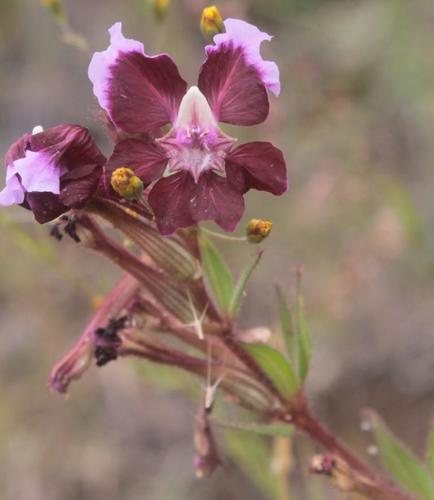 Cuphea (Cuphea lanceolata)