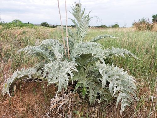 Kardoen (Cynara cardunculus)