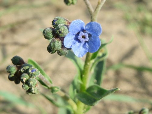 Chinees vergeet-mij-nietje (Cynoglossum amabile)