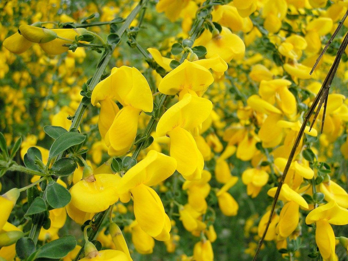 Gewone brem / Bezembrem (Cytisus scoparius)