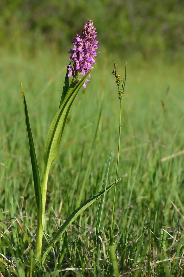 Vleeskleurige orchis (Dactylorhiza incarnata)