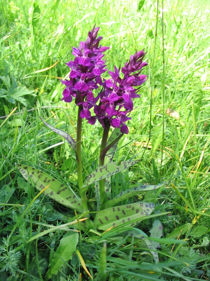 Brede orchis (Dactylorhiza majalis ssp. majalis)