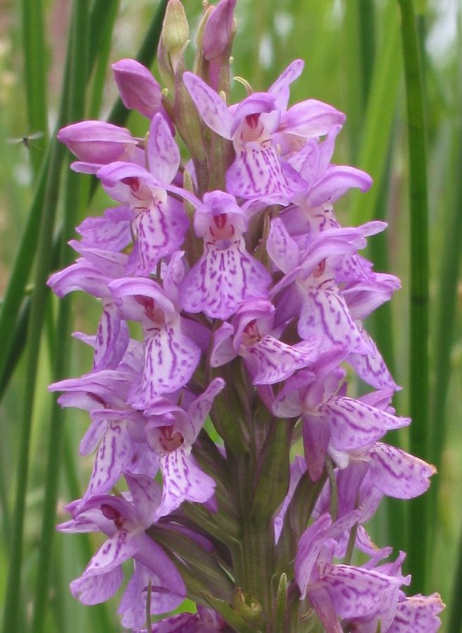Rietorchis (Dactylorhiza majalis ssp. praetermissa)