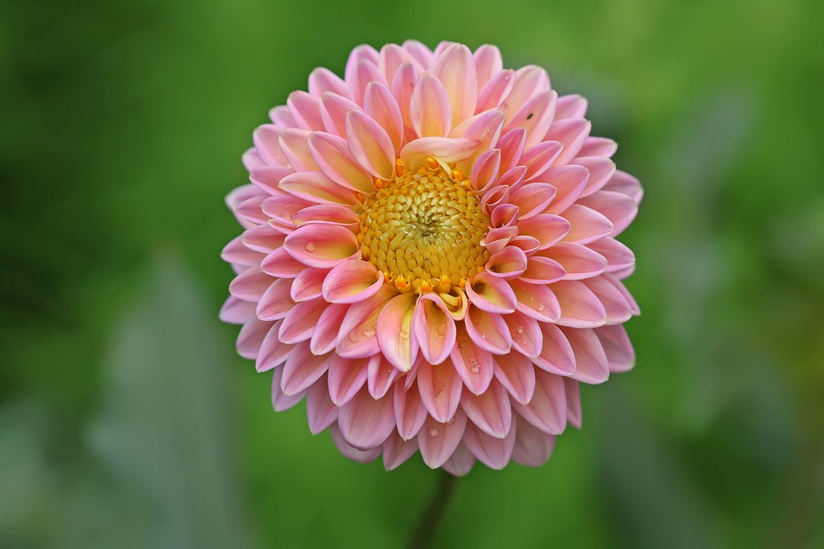 Dahlia (Dahlia)