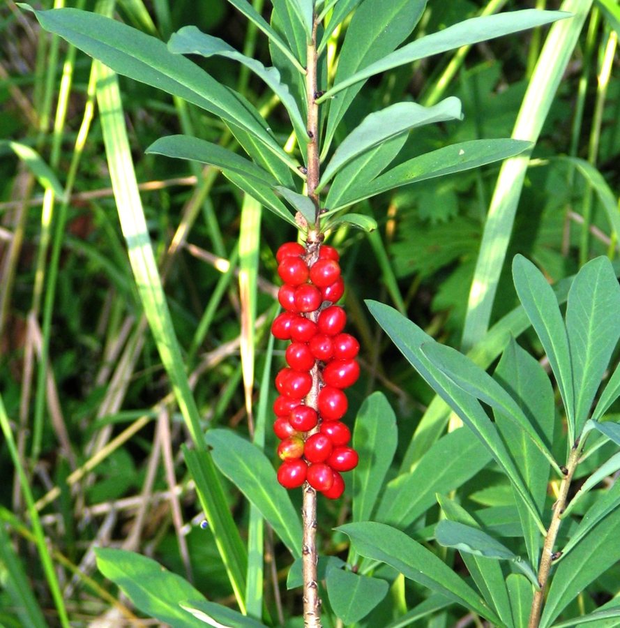 Rood peperboompje (Daphne mezereum)