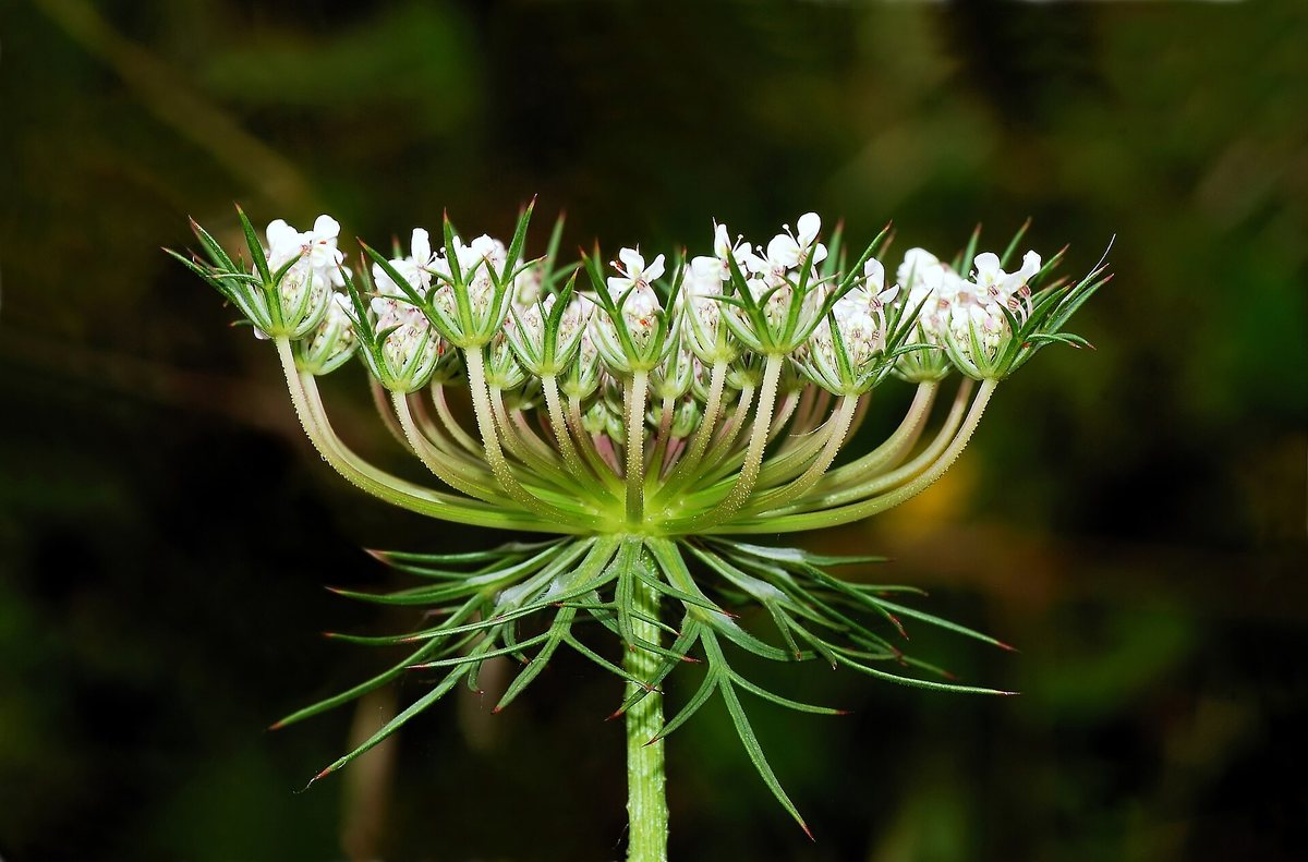 Peen (Daucus carota)