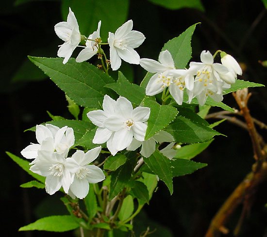 Bruidsbloem (Deutzia gracilis)
