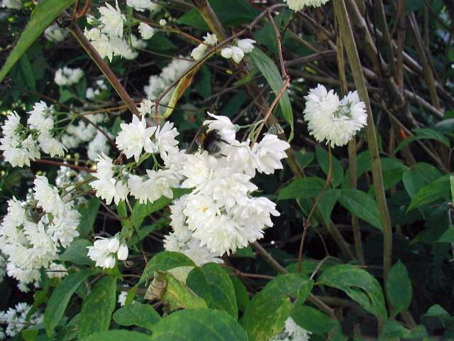Bruidsbloem (Deutzia x rosea)