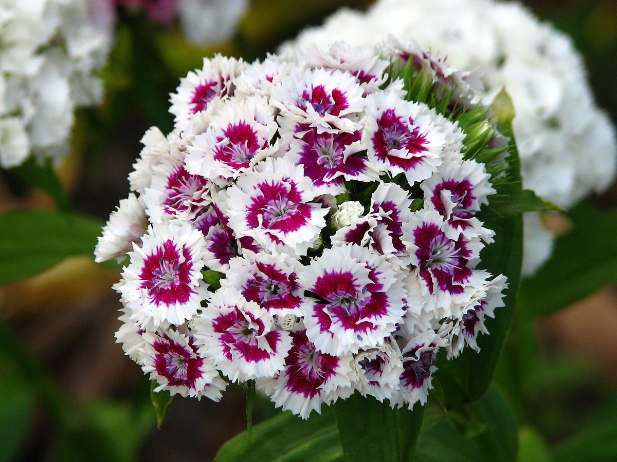Duizendschoon (Dianthus barbatus)