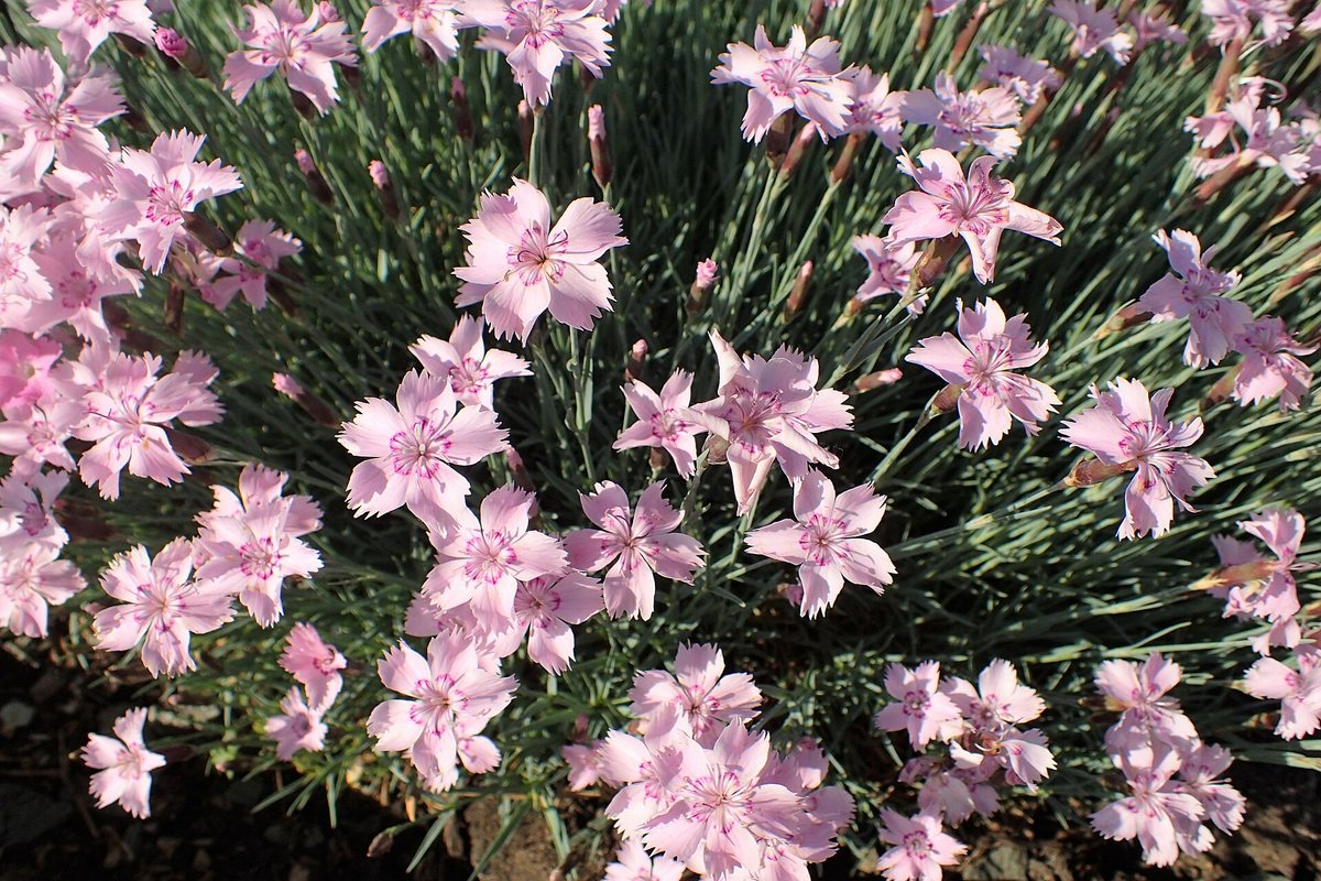 Grasanjer (Dianthus plumarius)