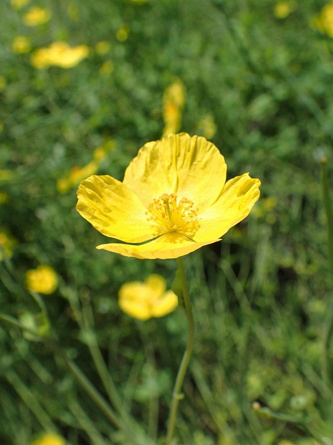 Drakenbloem (Dicranostigma leptopodum)