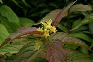 Amerikaanse weigelia (Diervilla sessilifolia)