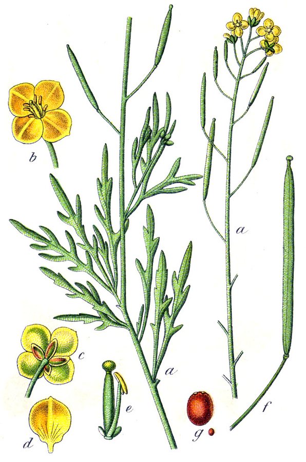 Grote zandkool (Diplotaxis tenuifolia)