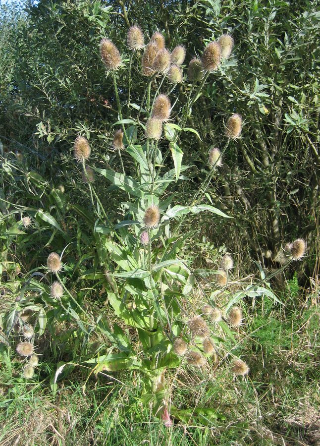 Grote kaardenbol (Dipsacus fullonum)