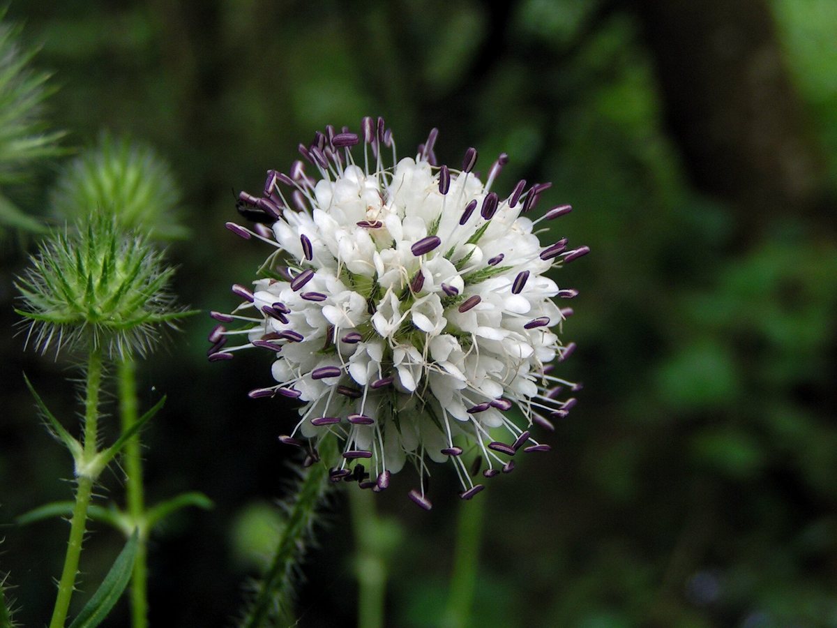 Kleine kaardenbol (Dipsacus pilosus)