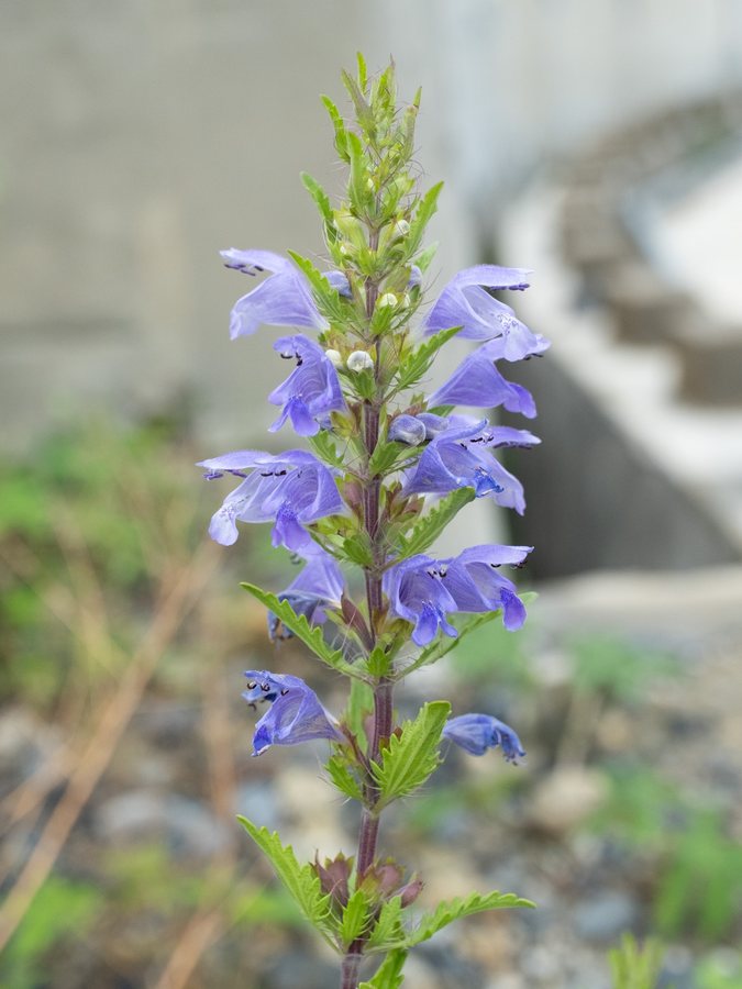 Drakekop (Dracocephalum moldavica)